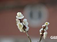 瞒不住了！青岛中山公园梅花迎来盛花期