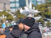 “顶”流奇观，青岛栈桥人均头顶海鸥