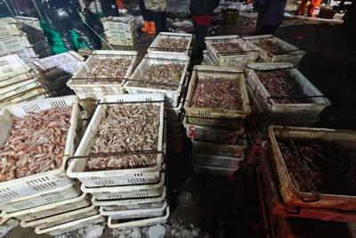 @青岛人，快来尝“鲜”！这些春捕小海鲜上市啦