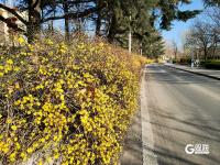 青岛街头：满城遍开迎春花