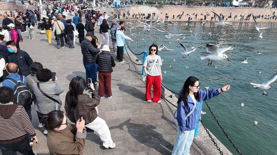 错过等一年！青岛“鸥”遇进入倒计时