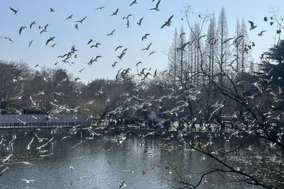 青岛海鸥季进入倒计时，这份“告别指南”请收好！