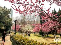 繁花似锦！海泊河公园春光“上线”