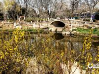 繁花似锦！海泊河公园春光“上线”