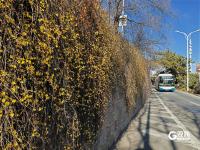 青岛街头：满城遍开迎春花