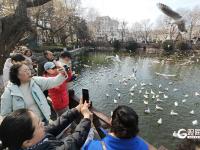 打卡点＋1！中山公园小西湖成海鸥“新乐园”