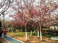 繁花似锦！海泊河公园春光“上线”