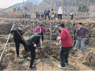 志愿植綠護(hù)嶗山 同心共筑生態(tài)美