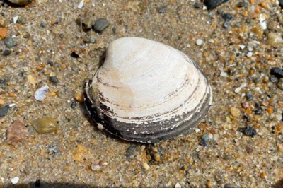 可惜！活了500年的明朝蛤蜊，为科学献出了生命