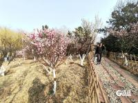 徜徉花海、泛舟湖上……城阳这处公园春光正好