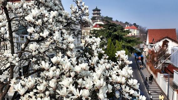 一树玉兰满城春，金口一路迎来最美时刻