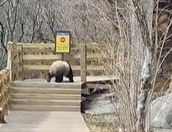 珍贵影像！九寨沟拍到野生活体大熊猫活动