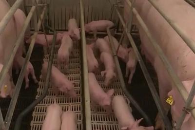 进入过度下跌预警区间，最近猪肉价格怎么了？