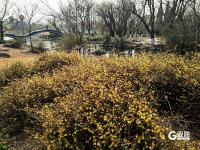 徜徉花海、泛舟湖上……城阳这处公园春光正好