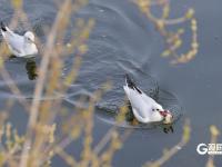 打卡点＋1！中山公园小西湖成海鸥“新乐园”