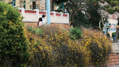 今年青岛春暖花开早？更多是“体感”，专家这么说→