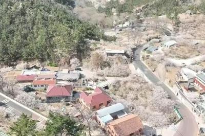 一路通途“快进慢游”！青岛公路护航大崂樱桃谷赏花季