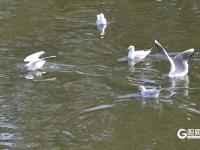 打卡点＋1！中山公园小西湖成海鸥“新乐园”