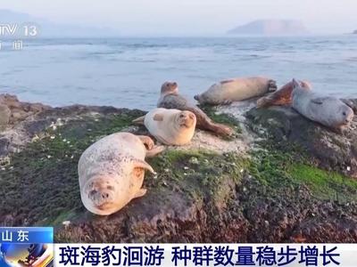 视频丨山东烟台迎斑海豹洄游 种群保护成效明显