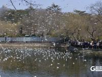 打卡点＋1！中山公园小西湖成海鸥“新乐园”