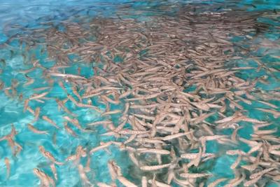 破局全产业链，青岛打造三文鱼“超级单品”