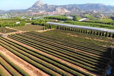 每斤千元以上！鳌山卫、王哥庄等地茶田头茬春茶上市
