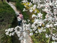 春暖花盛开 李村河春色醉人