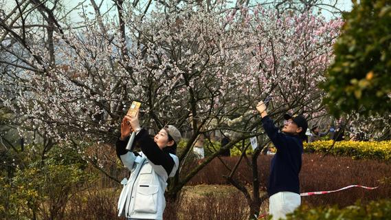 春满岛城，人花共醉