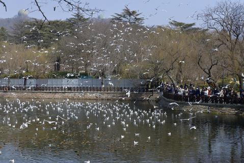打卡点＋1！中山公园小西湖成海鸥“新乐园”