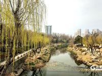 繁花似锦！海泊河公园春光“上线”