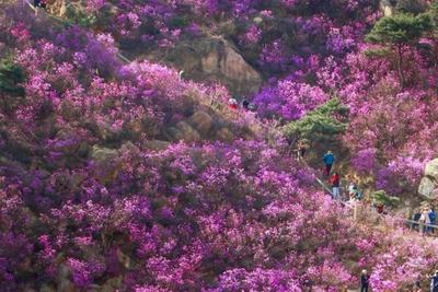 乘着地铁去赏花！大珠山万亩杜鹃等你“花”式打卡