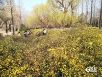 徜徉花海、泛舟湖上……城阳这处公园春光正好