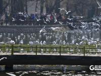 打卡点＋1！中山公园小西湖成海鸥“新乐园”