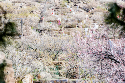 五大主题邀您体验花样北宅！2026北宅樱桃季·第四届青岛樱桃花节云启幕