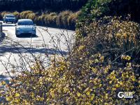 青岛街头：满城遍开迎春花