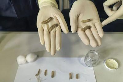 青岛海关查获“毒蛇之王”响尾蛇蛇尾标本，其制品易携带病原体