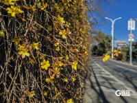 青岛街头：满城遍开迎春花