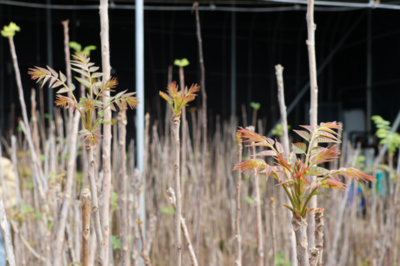 春日尝鲜避免过敏，两种方法科学分辨香椿芽和漆树芽