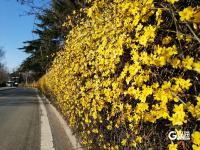 青岛街头：满城遍开迎春花