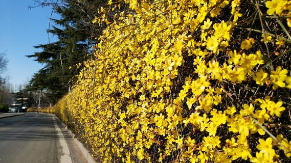 青岛街头：满城遍开迎春花