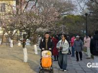 瞒不住了！青岛中山公园梅花迎来盛花期