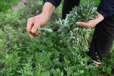 女子误食“野芹菜”中毒，这些易混淆食物千万要注意！