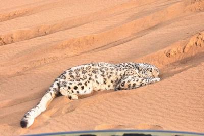 罕见！雪豹现身新疆库木塔格沙漠，警方联动紧急救助