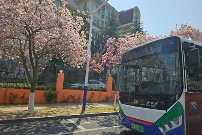 山海之间，一路繁花！青岛巴士开出春日赏花专线