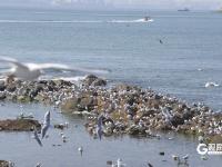 “顶”流奇观，青岛栈桥人均头顶海鸥