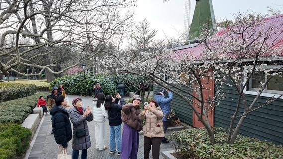 如约而至！青岛“上演”春日浪漫