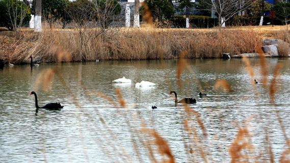 青岛唐岛湾：天鹅栖碧水，百鸟入画来