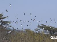 打卡点＋1！中山公园小西湖成海鸥“新乐园”