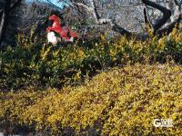 青岛街头：满城遍开迎春花