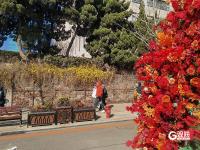 青岛街头：满城遍开迎春花